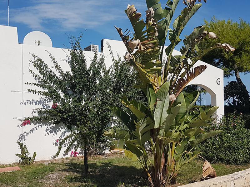 Edificio bianco tra palme e cielo azzurro, atmosfera mediterranea e rilassante.